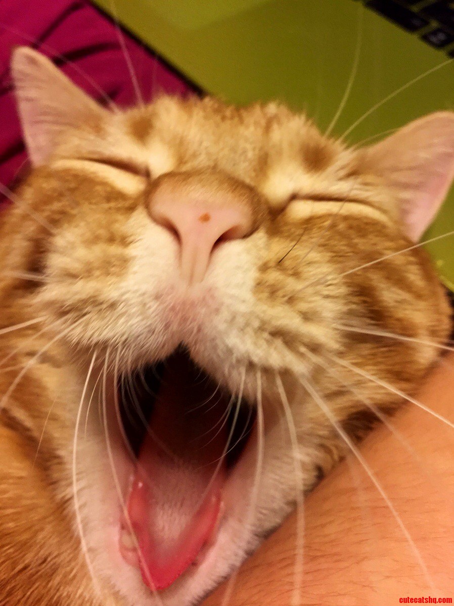 Meeooow