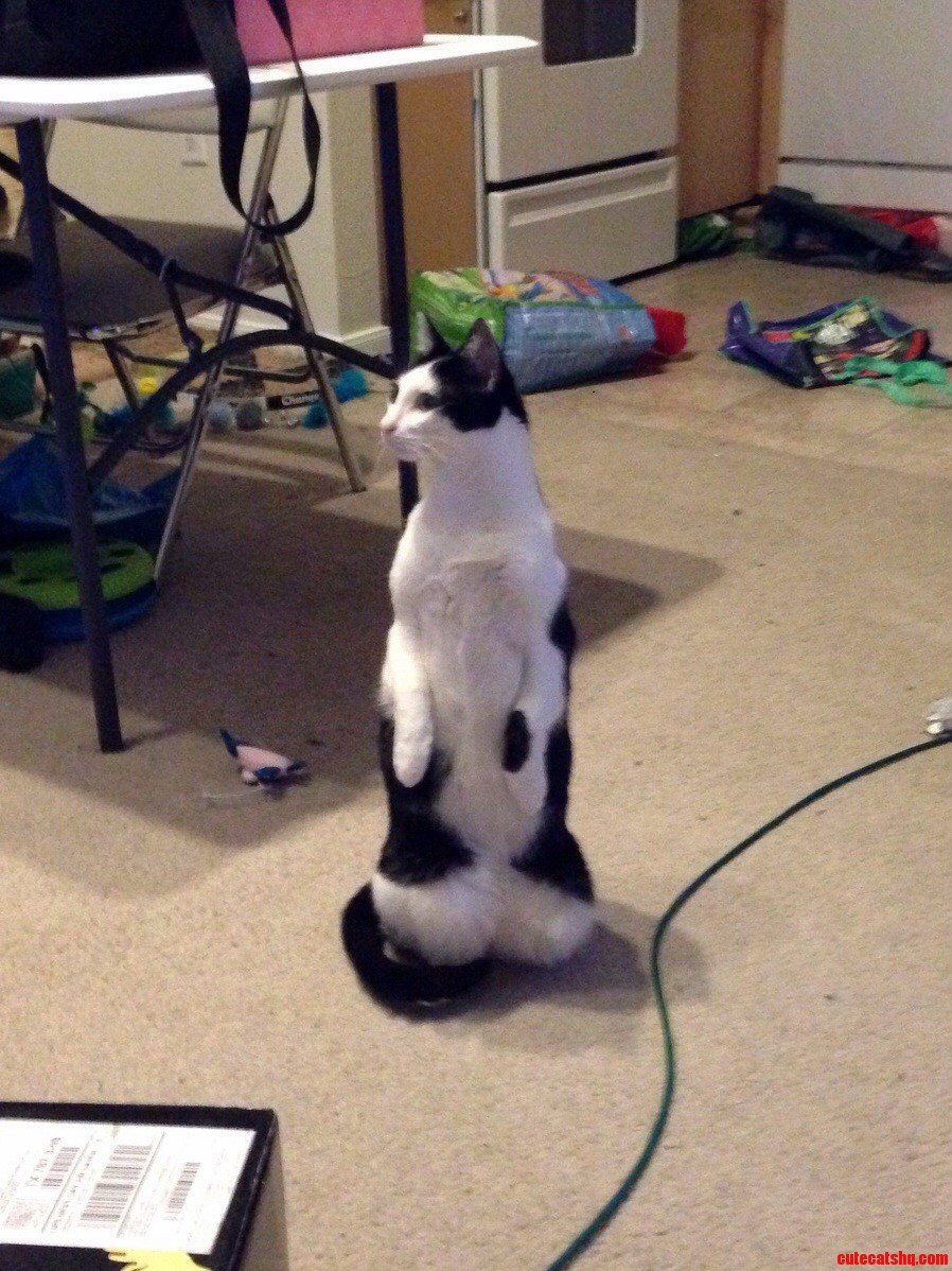 Meerkat Mode Engage