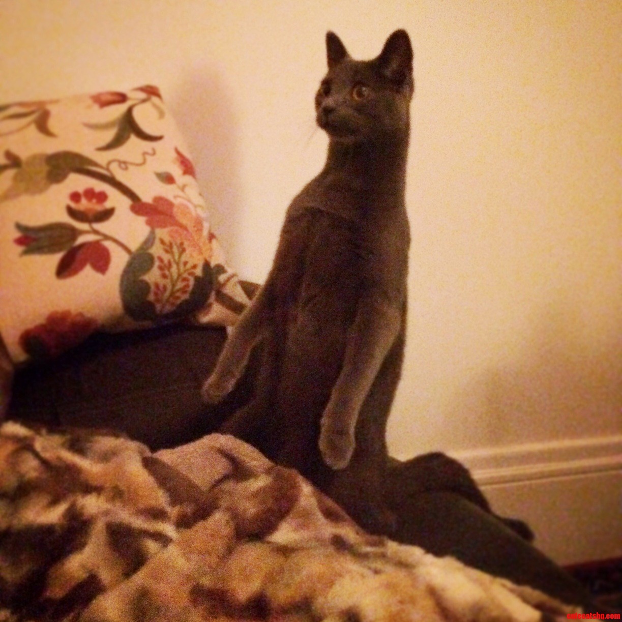 Meerkitten Phone-quality Picture