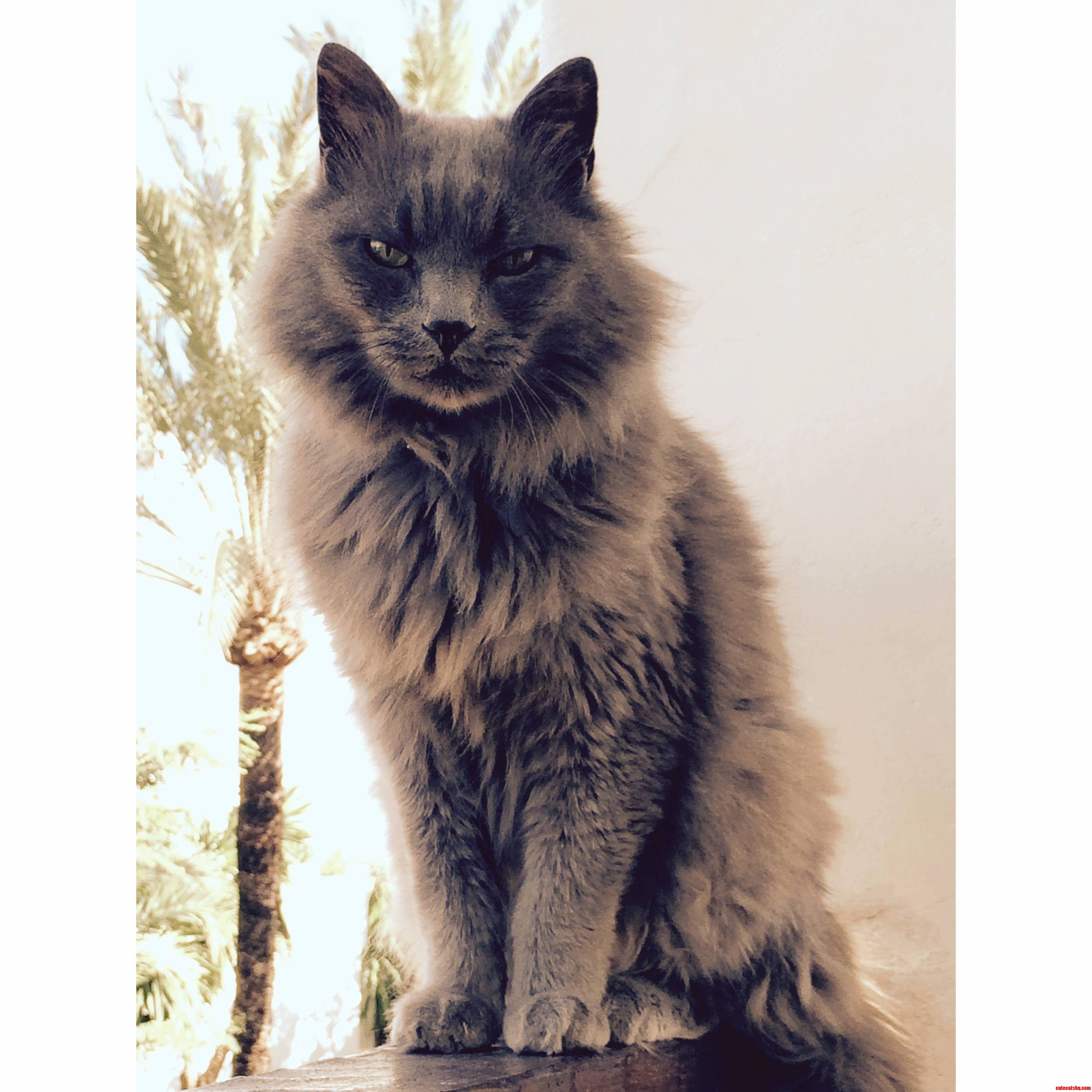 Meet Elvis My Lazy Furry Cat.