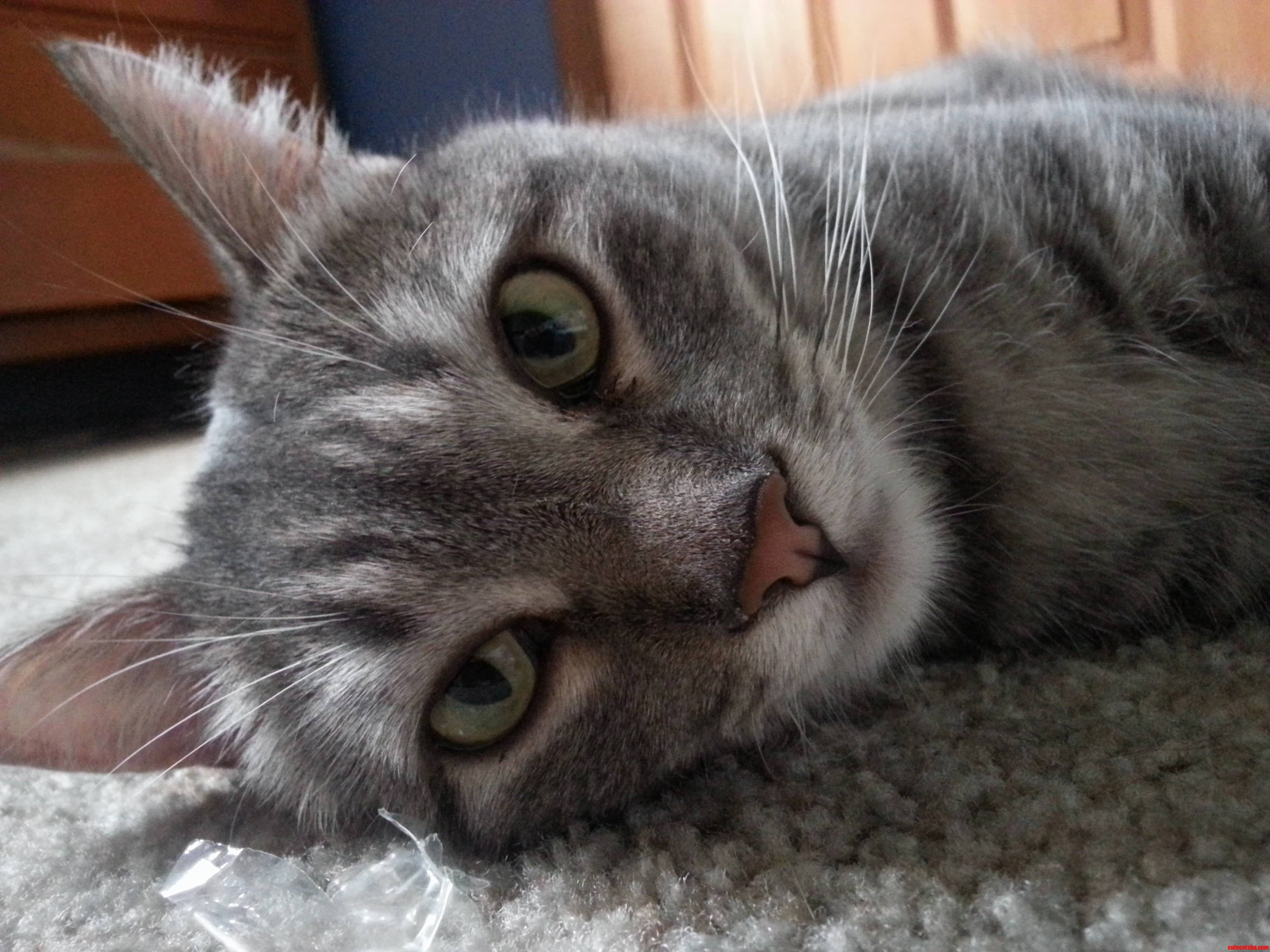 Meet Farrah