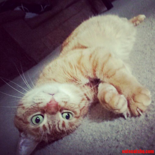 Meet Garfield