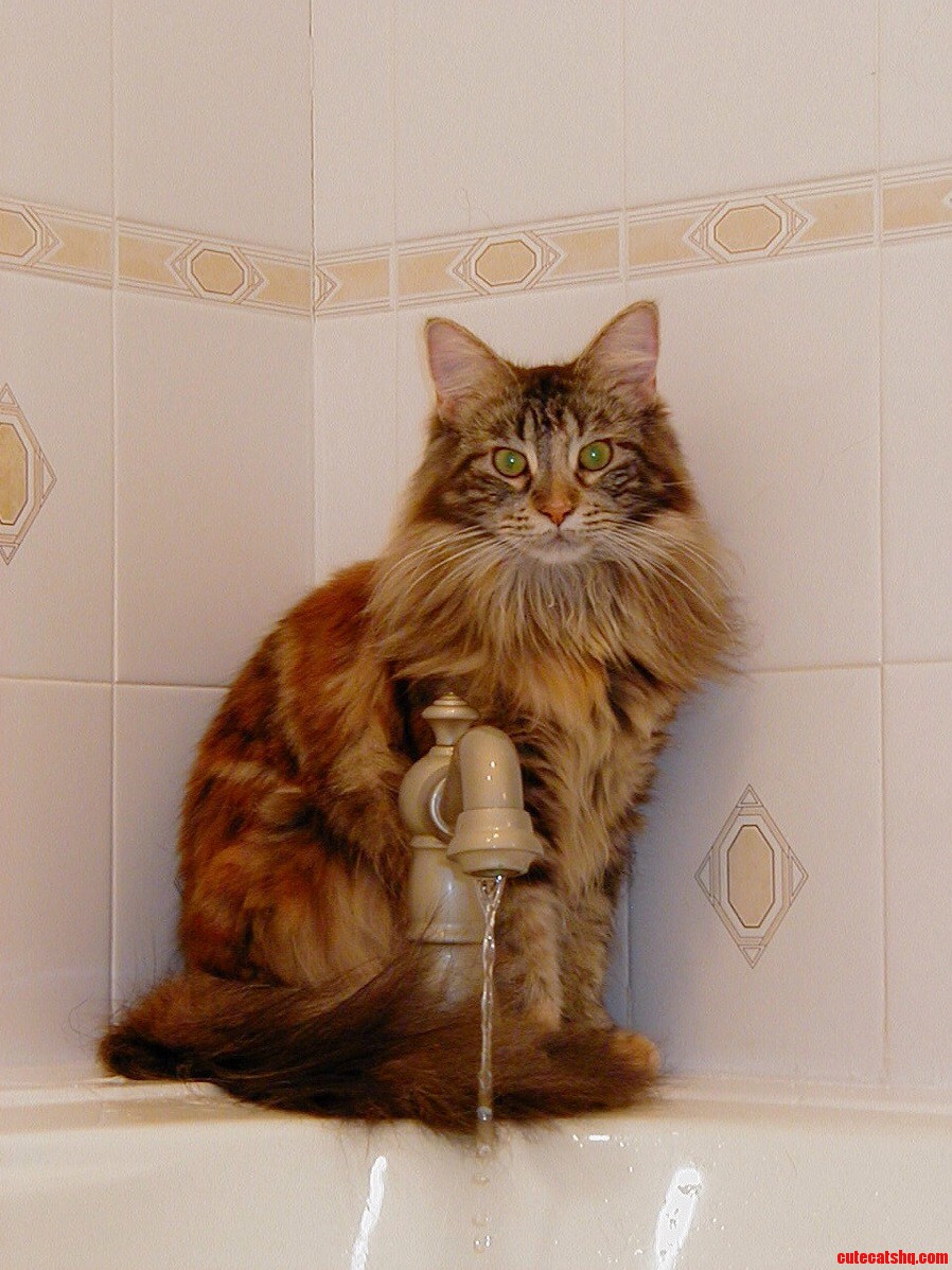 Meet Kiarra She Is Our Retired Cfa Grand Premier Patch Tabby Maine Coon
