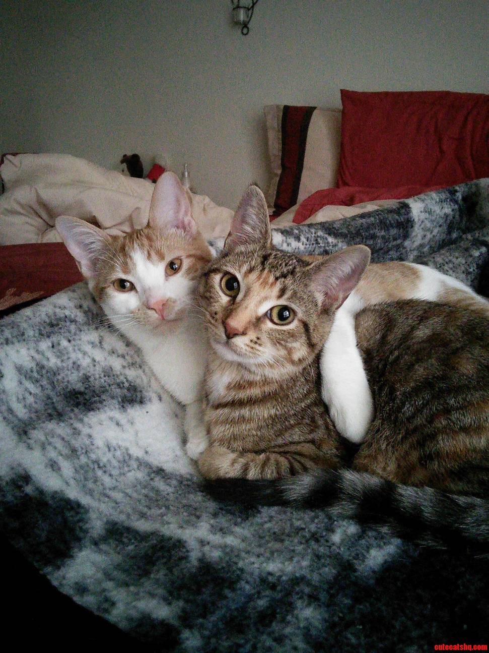 Meet Kiwi and Jayme