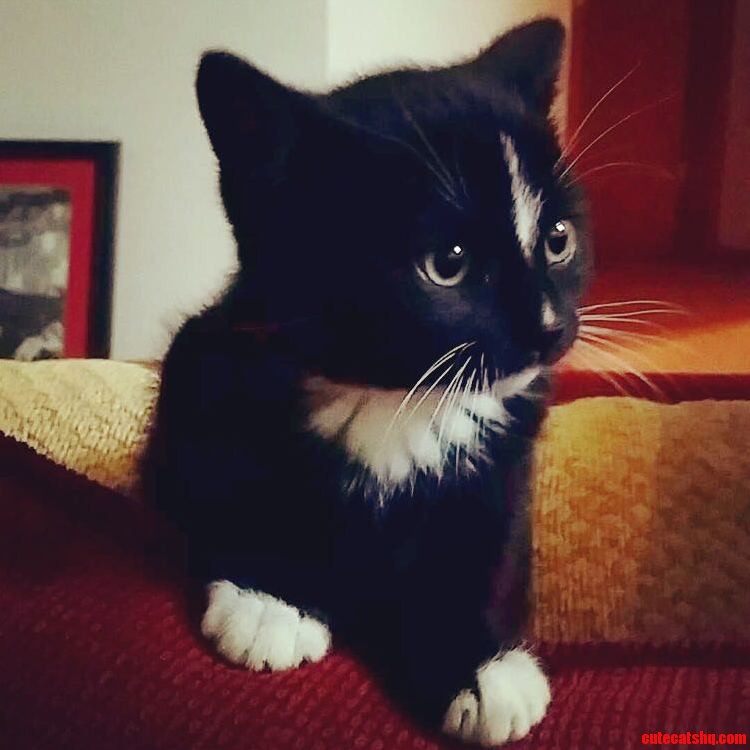 Meet Kovu