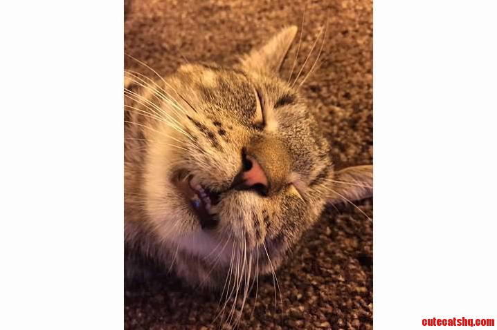 Meet Louie.