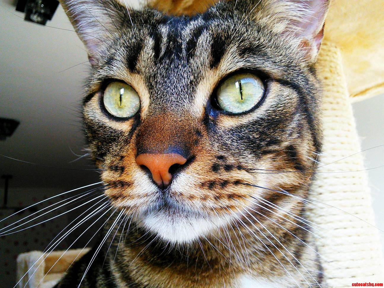 Meet Mimi