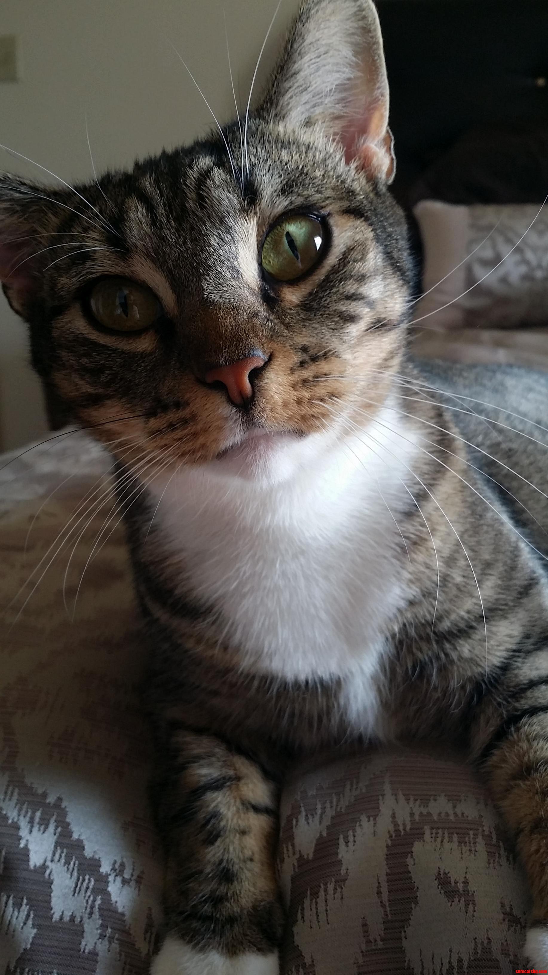Meet Momma. Shes a Good Kitty.
