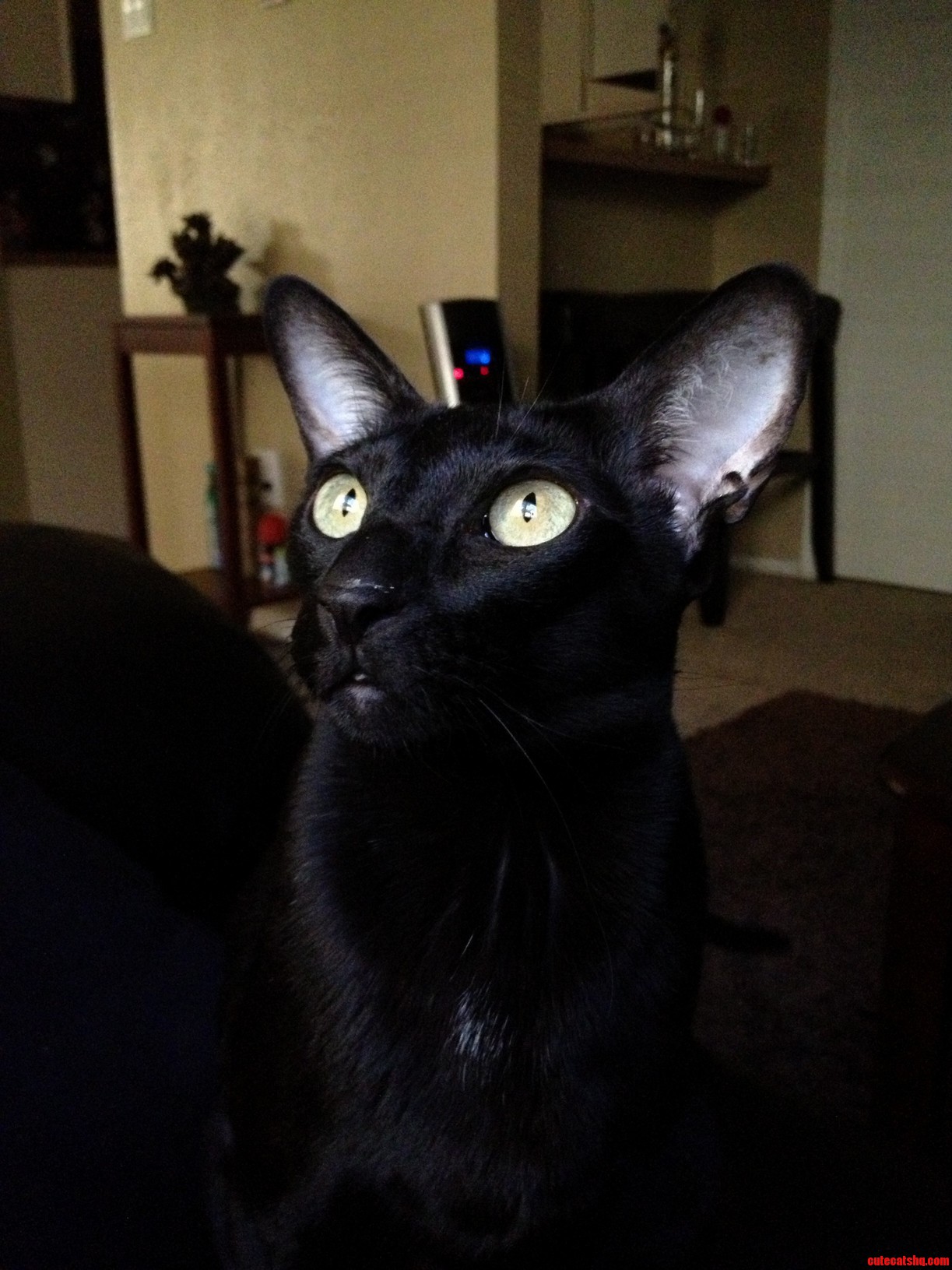 Meet Olive My Lil .... Well Olive.