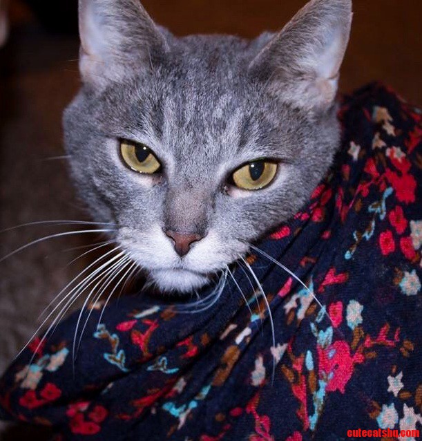Meet Kitty