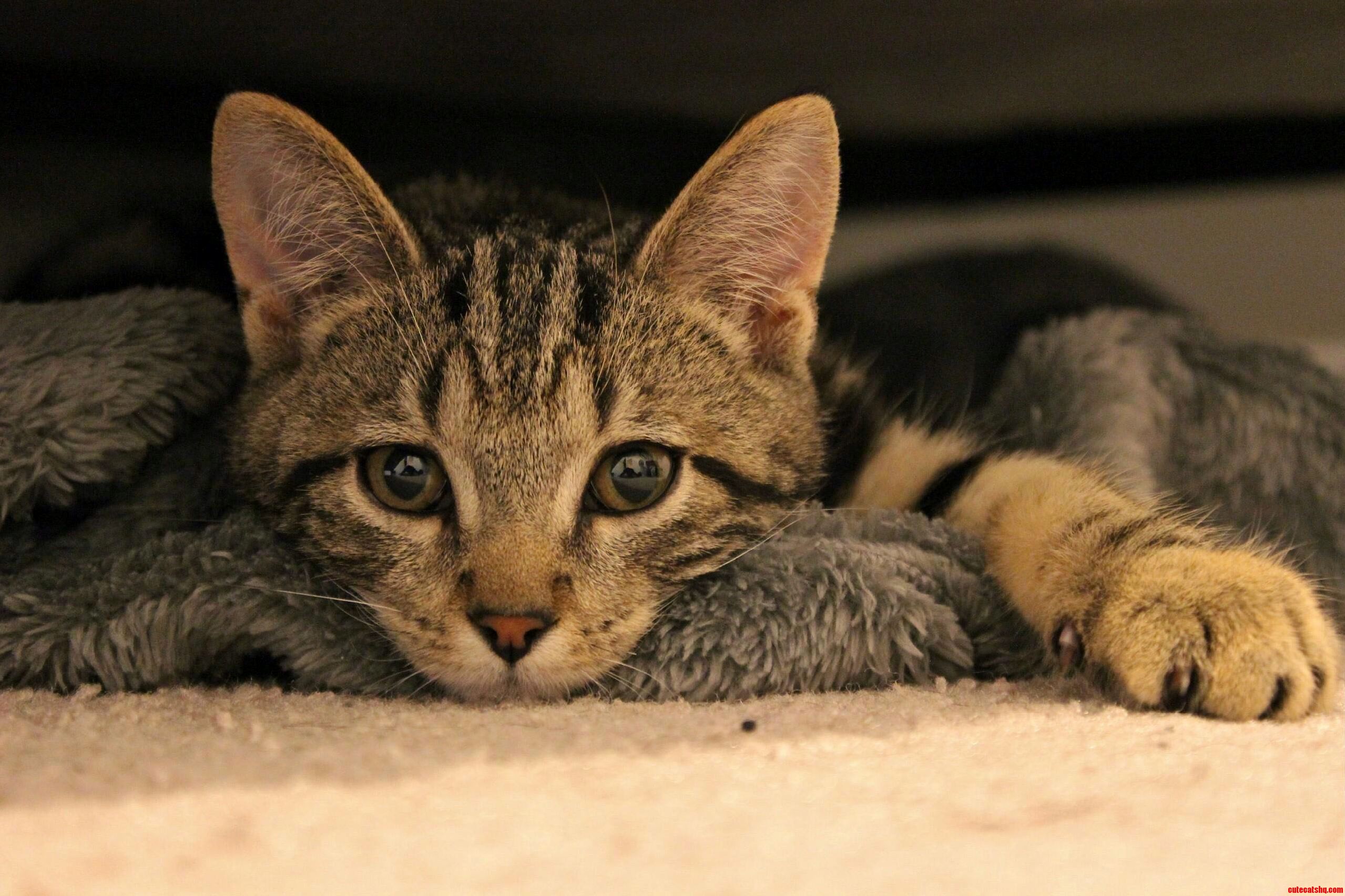 Meet My Brothers New Unnamed Kitten.