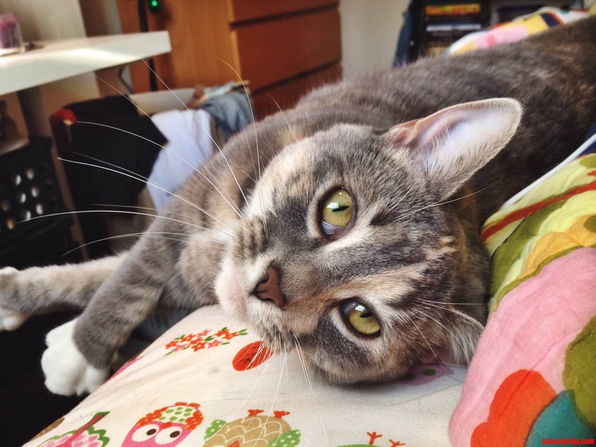 Meet Willow. Shes One of My Roommates.
