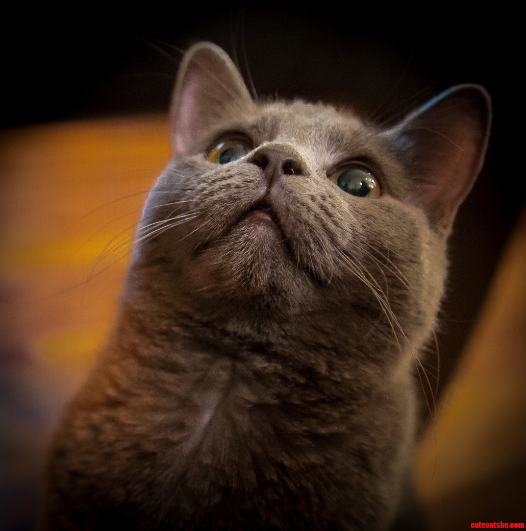 Meowrmahgerd