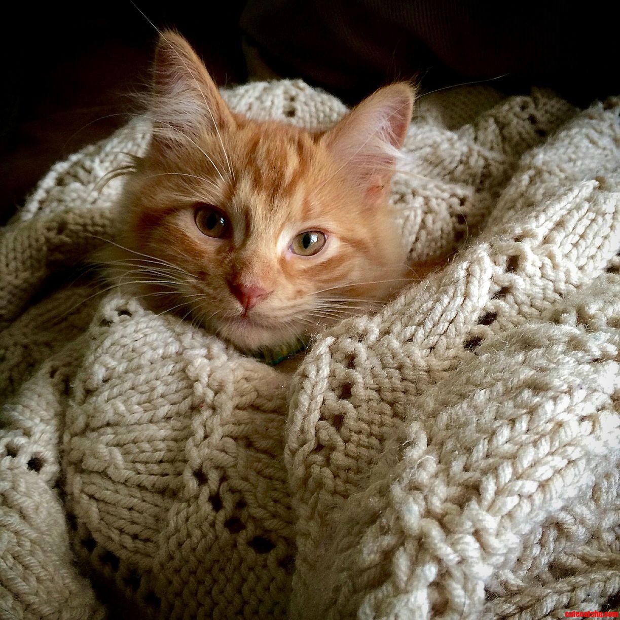 Miles Enjoying a Lazy Sunday Afternoon