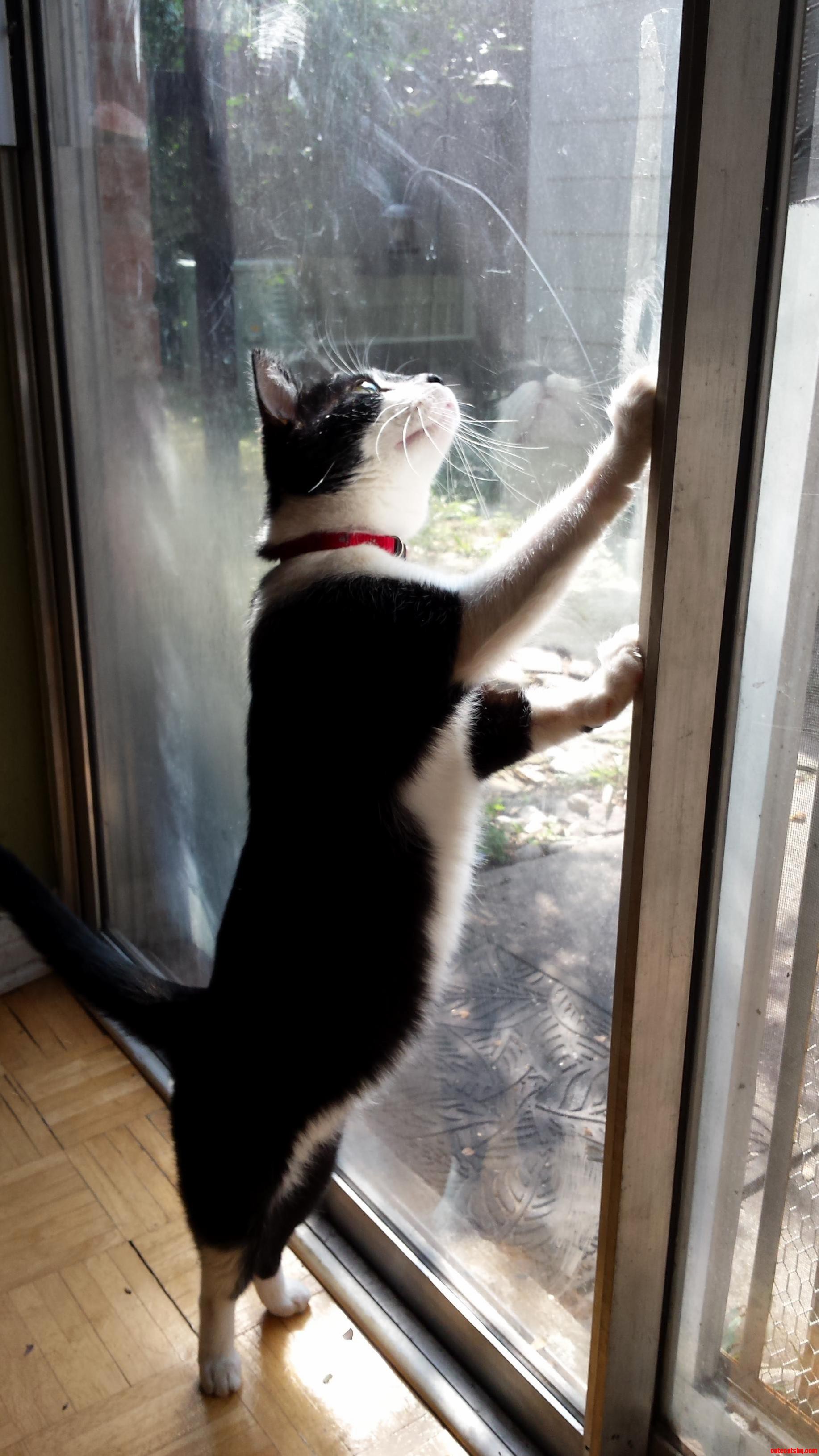 Milo Sees a Lizard