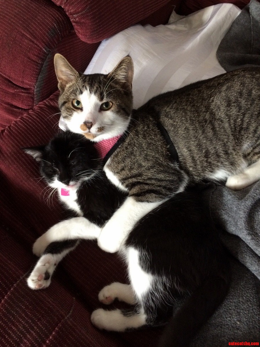 Moms Cats of Doom