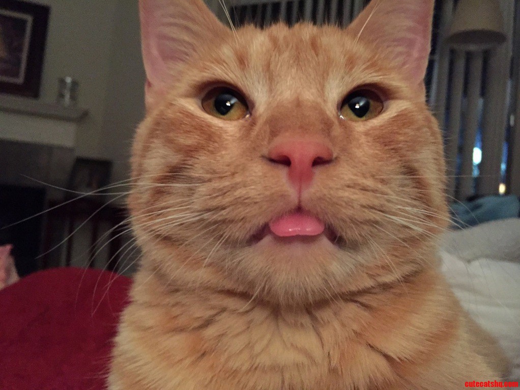 Mr. Benedict Cumbercat Going Full Derp.