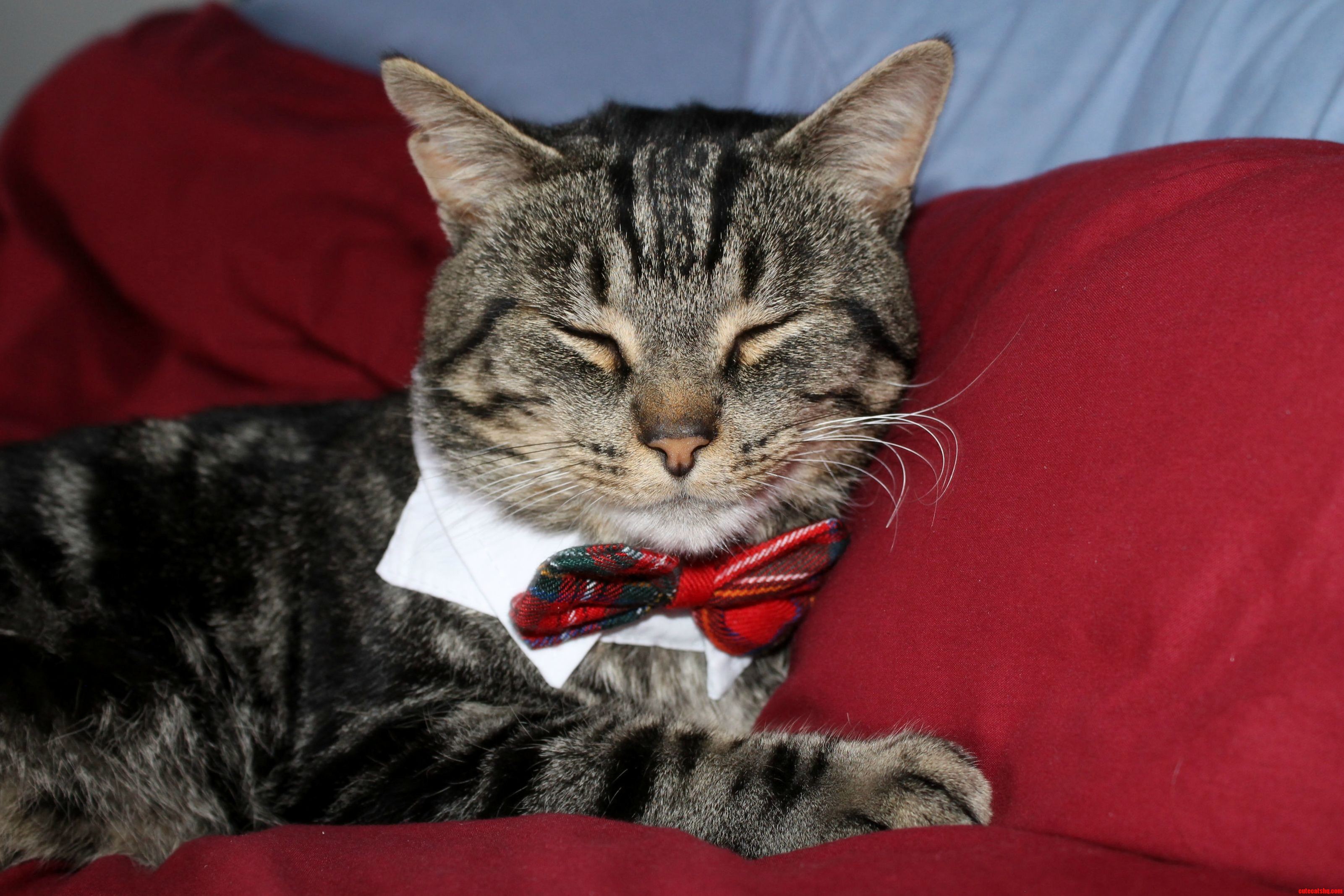 Murphy Likes His Bow Ties