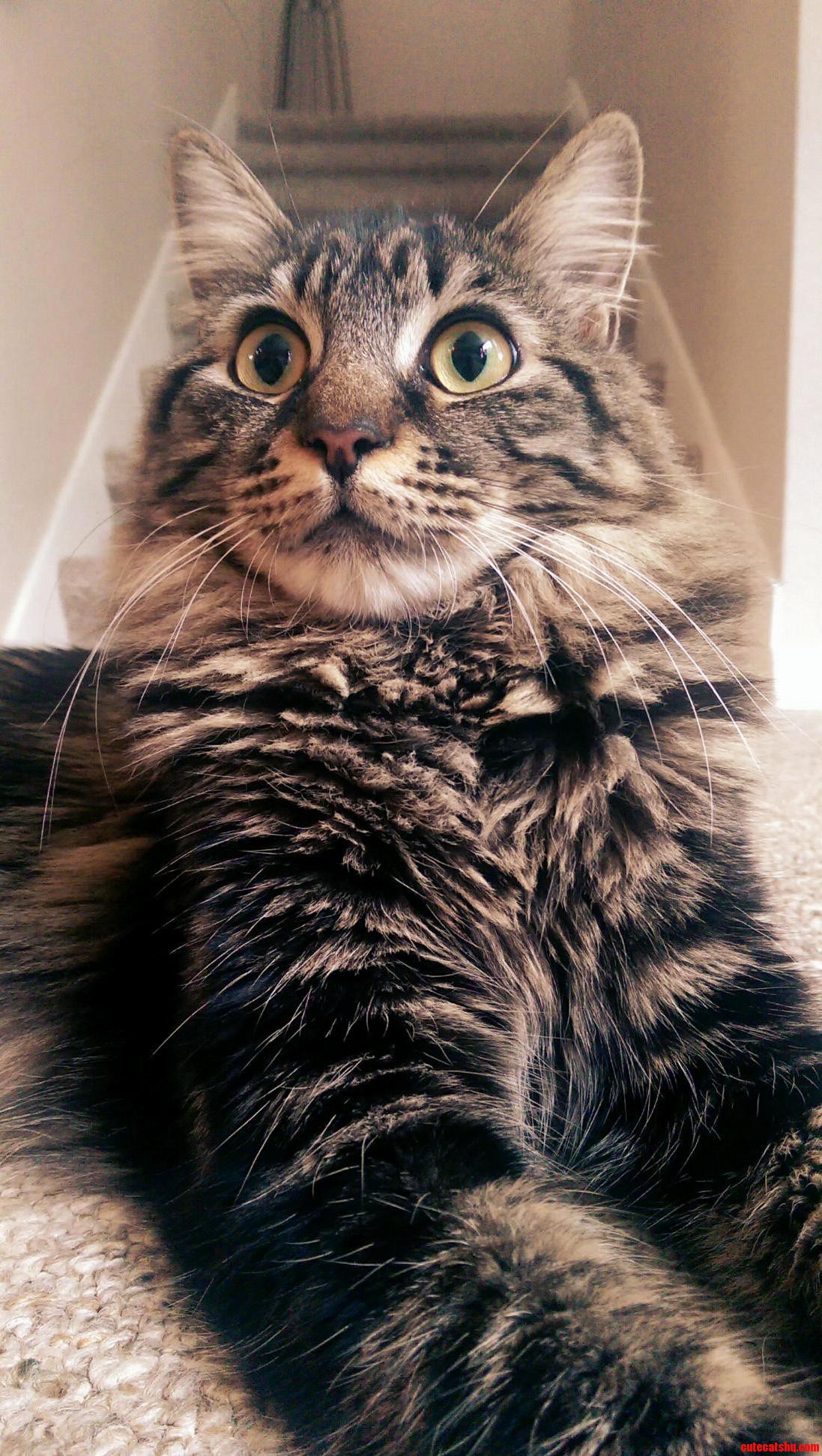 My Cooper Is a Most Beautiful and Regal Kitty Master.