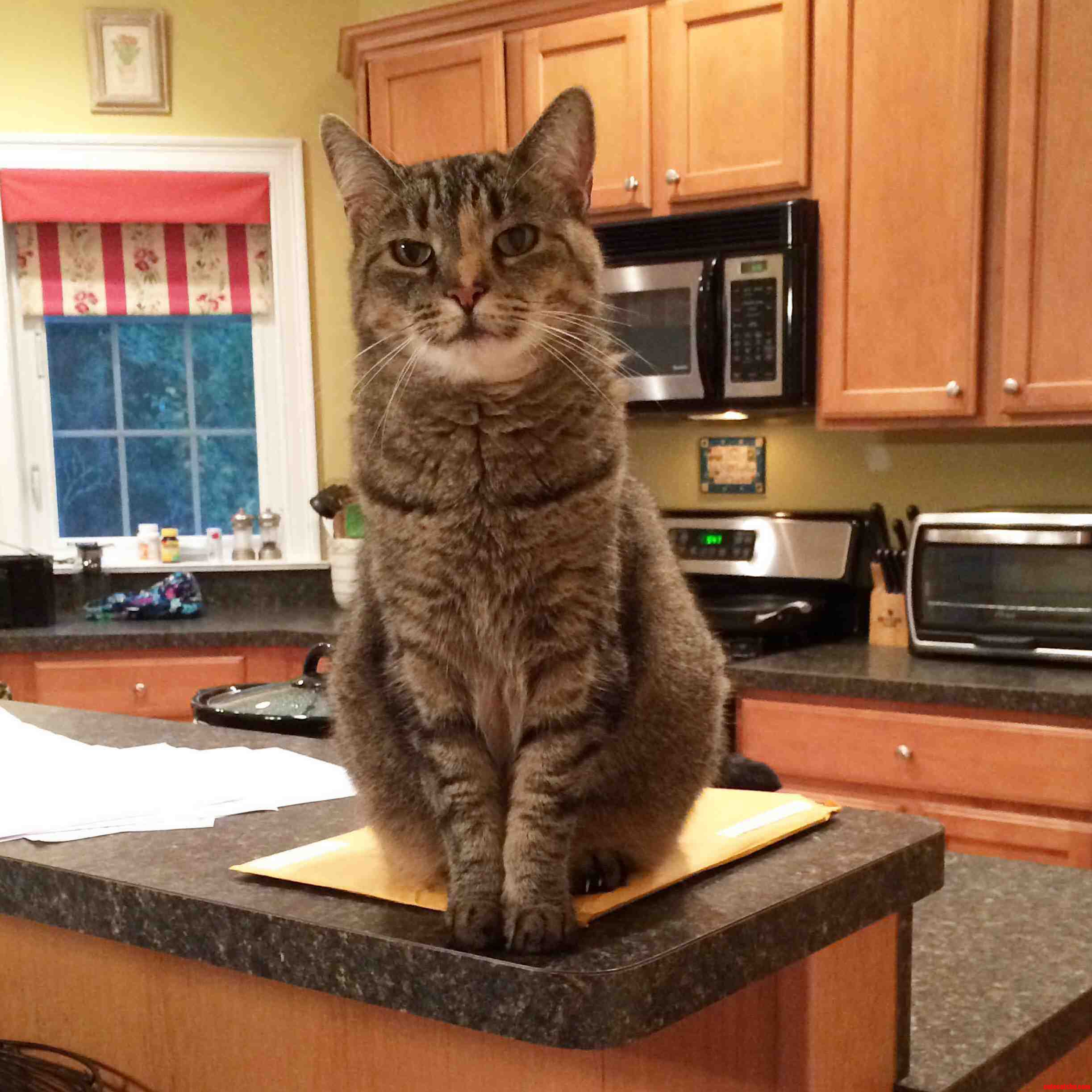 My Beautiful 13 Year Old Tabby