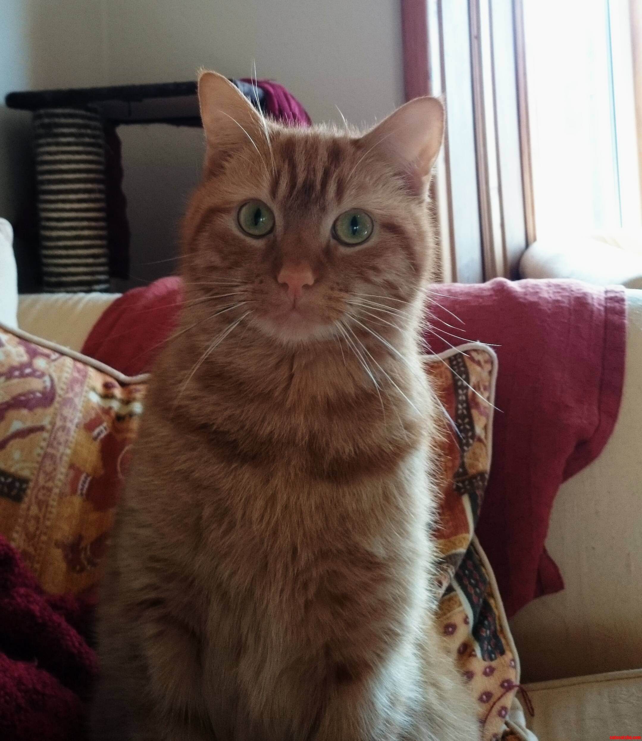 My Beautiful Boy Ridley Is Getting His Winter Coat.