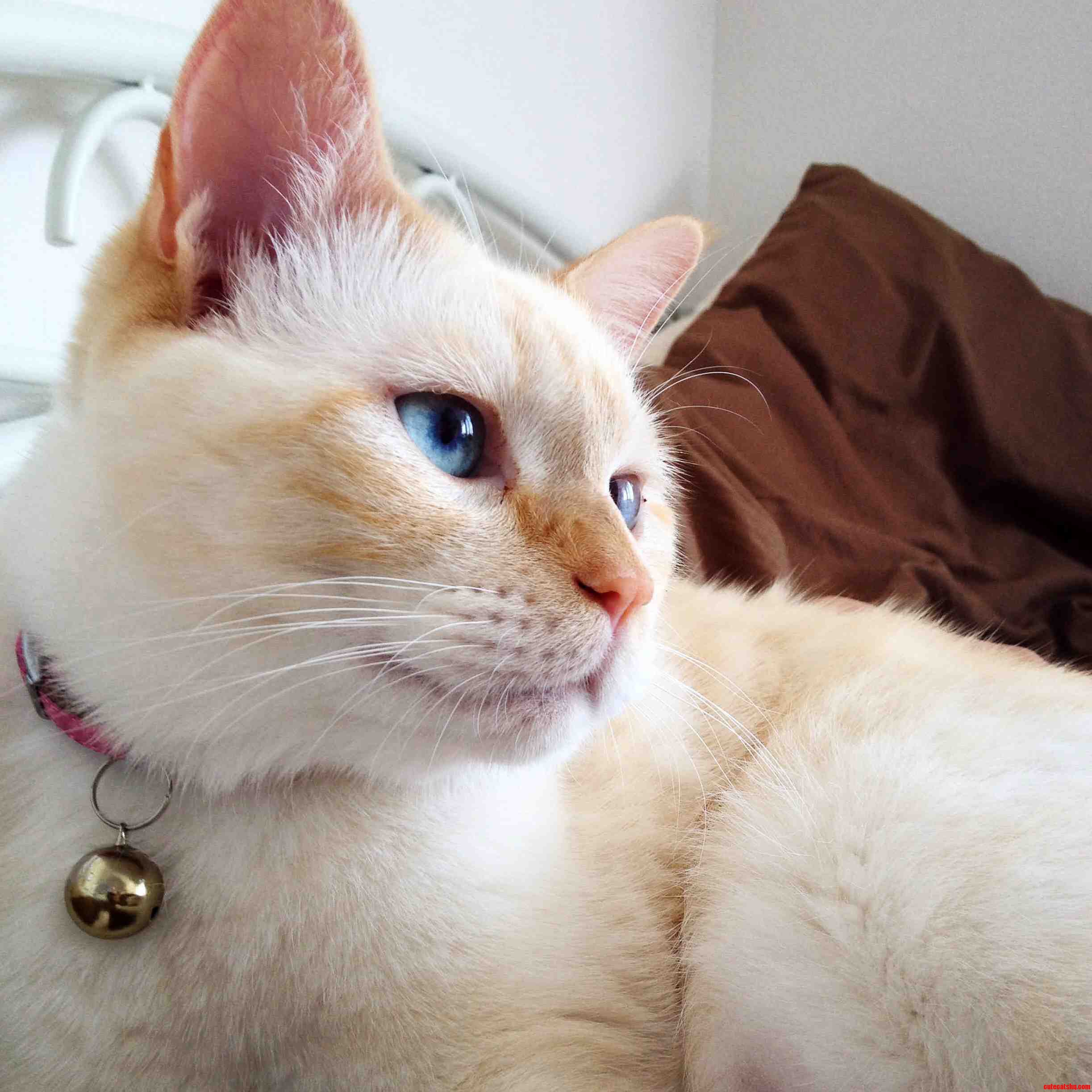 My Beautiful Cat. Especially Love His Blurry Blue Eyes. Theyre Very Mysterious