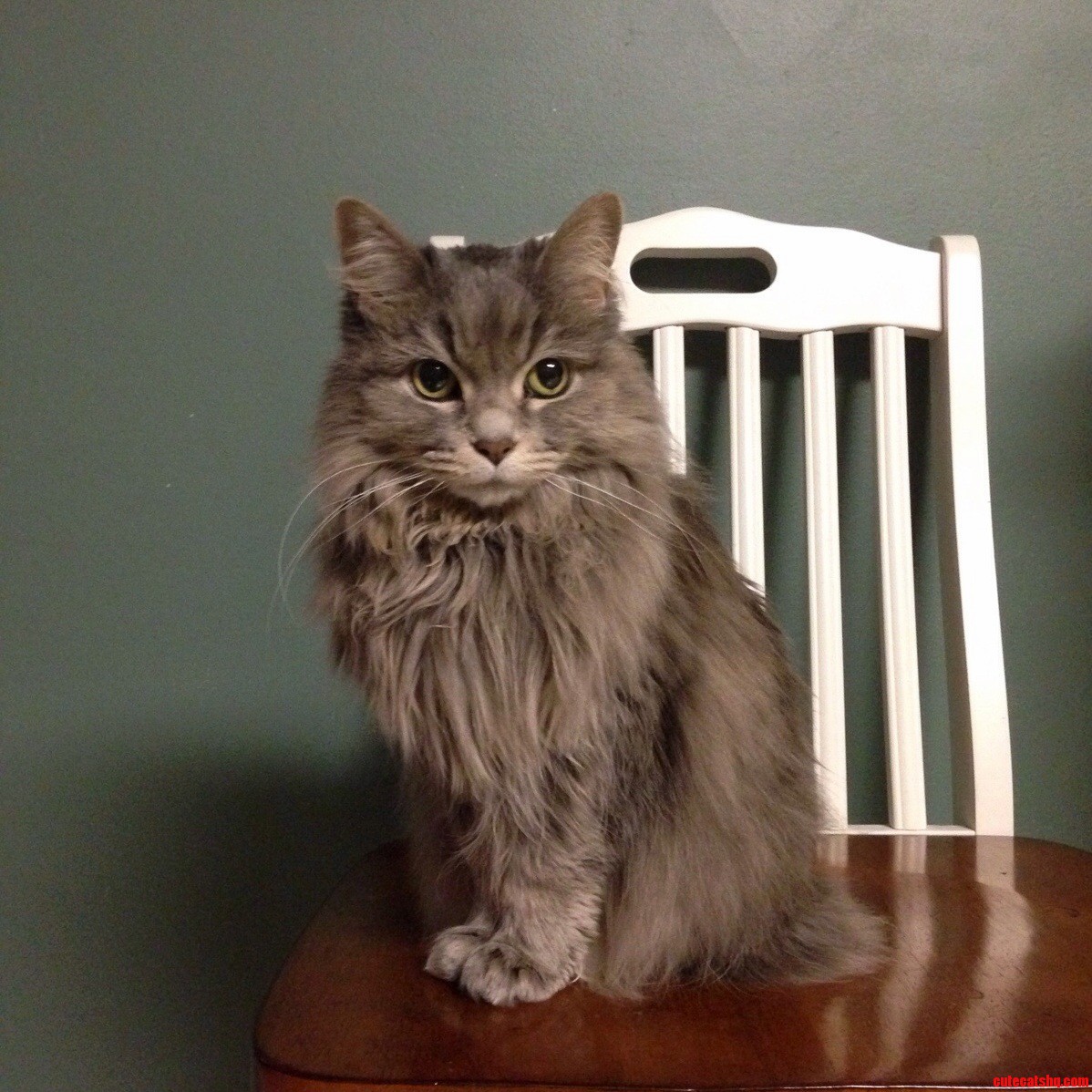 My Beautiful Half-persian Waiting for Snacks.