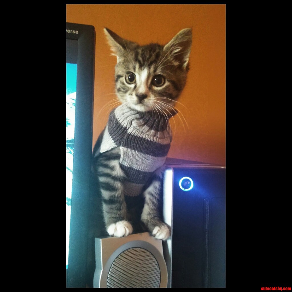 My Boy Echo Is Ready for Winter