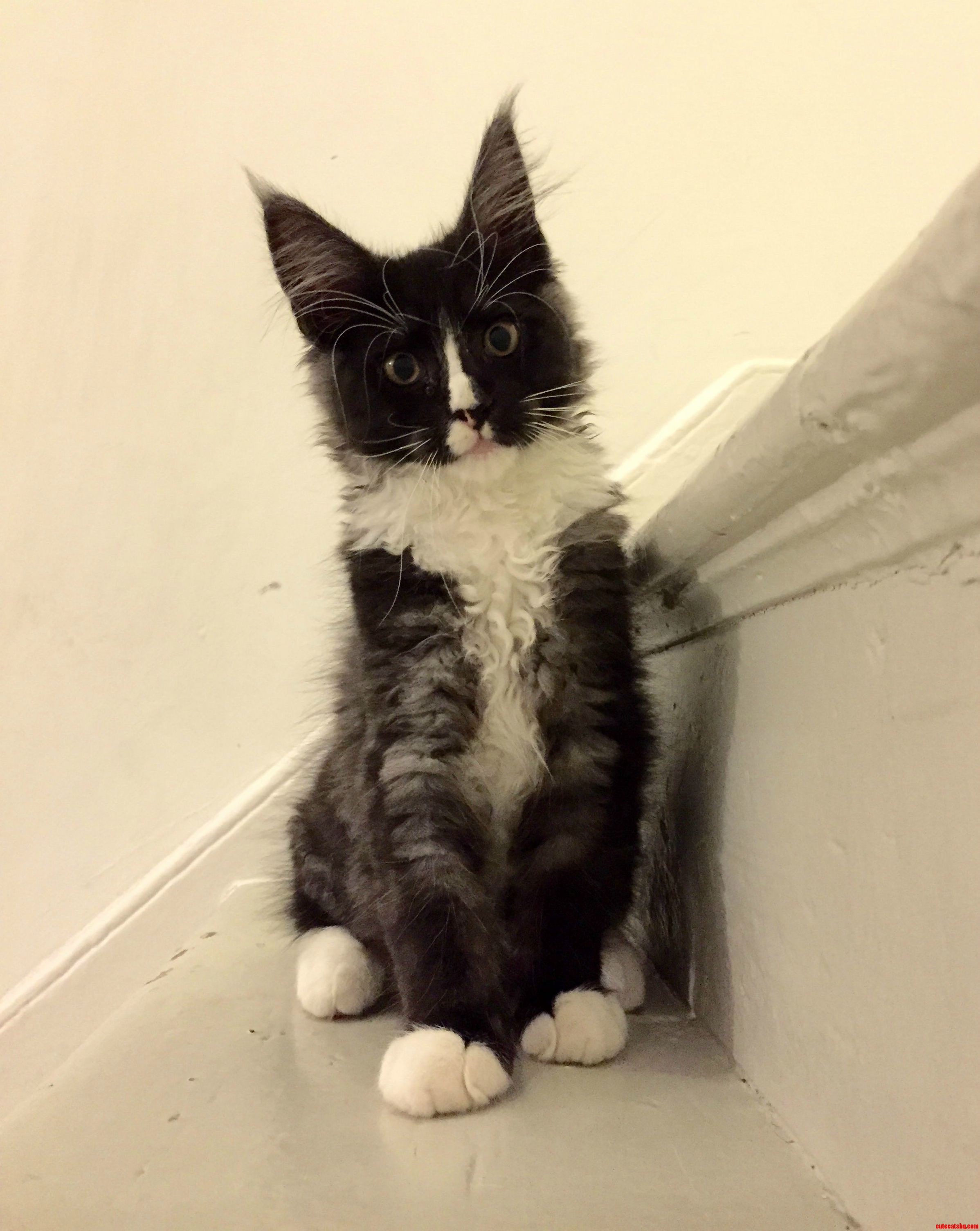 My Boy Octopuss. Hes a Devilishly Handsome 14-week-old Maine Coon Kitten.