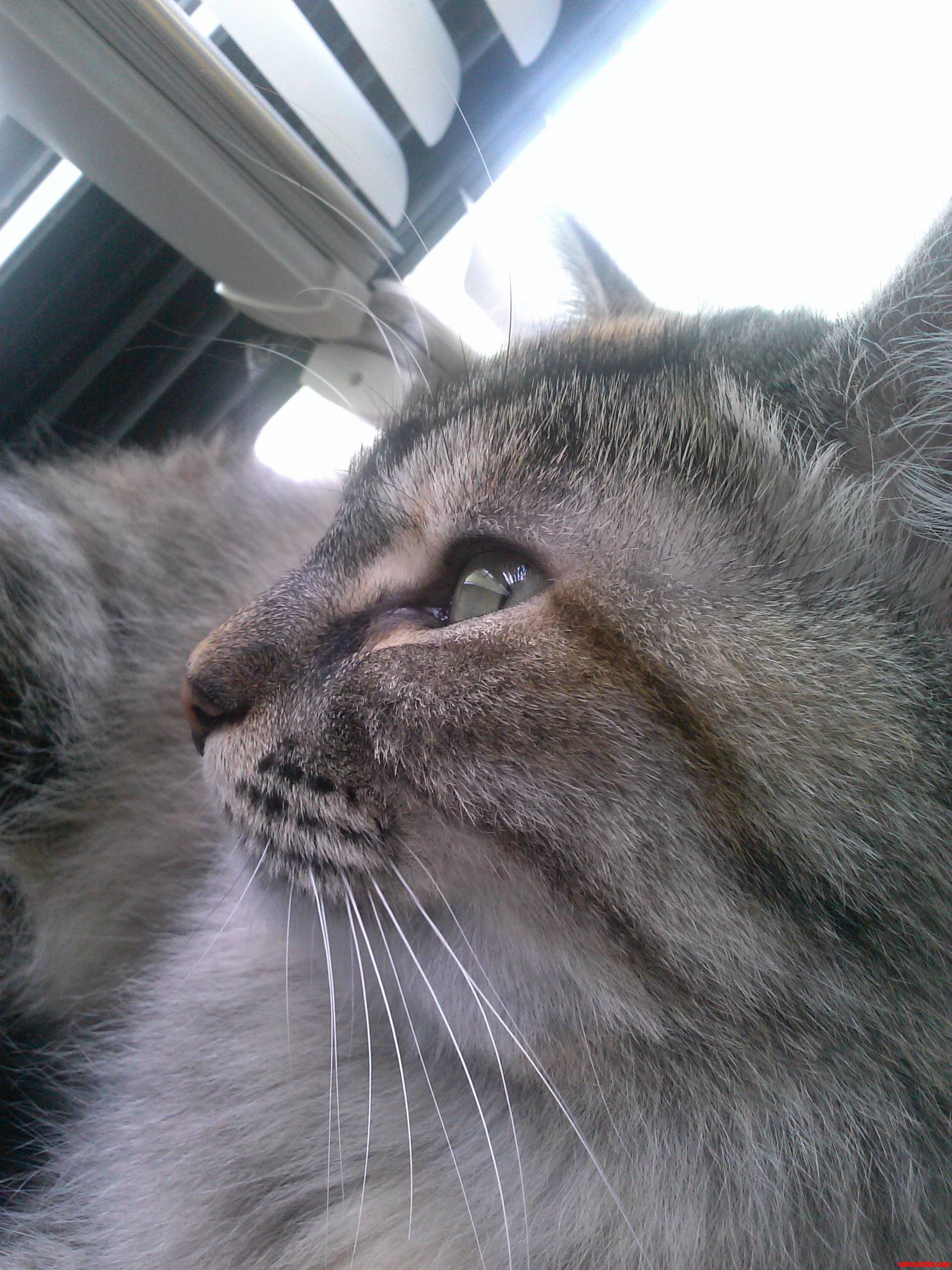 My Cat Elvis