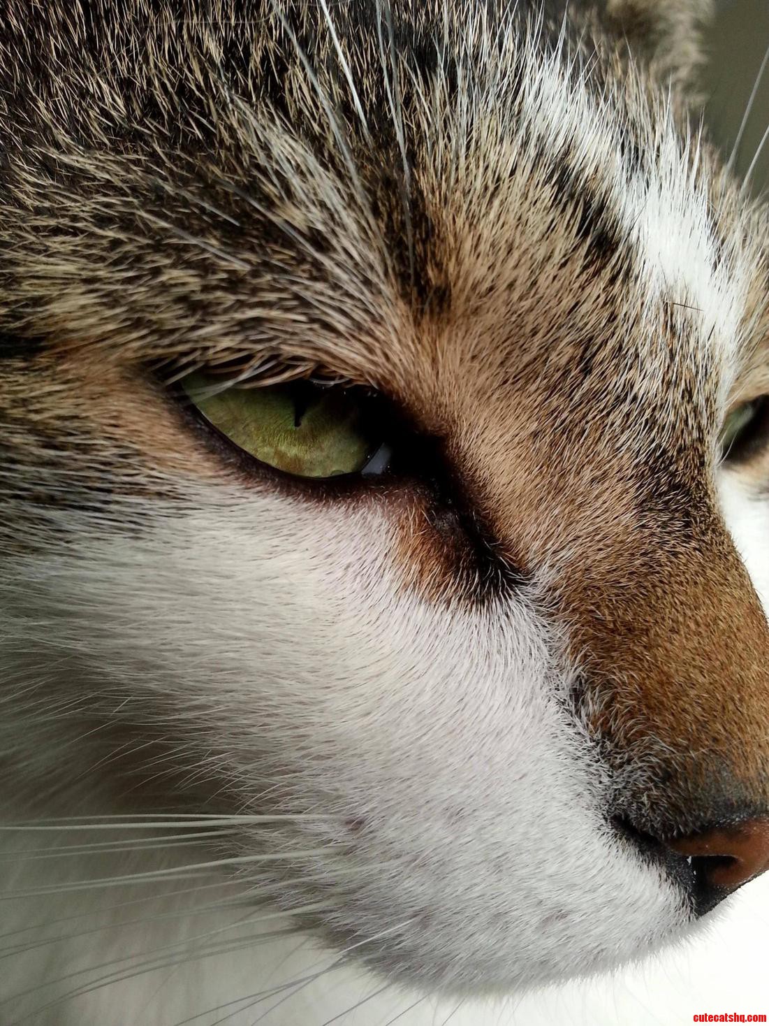 My Cat Leroy