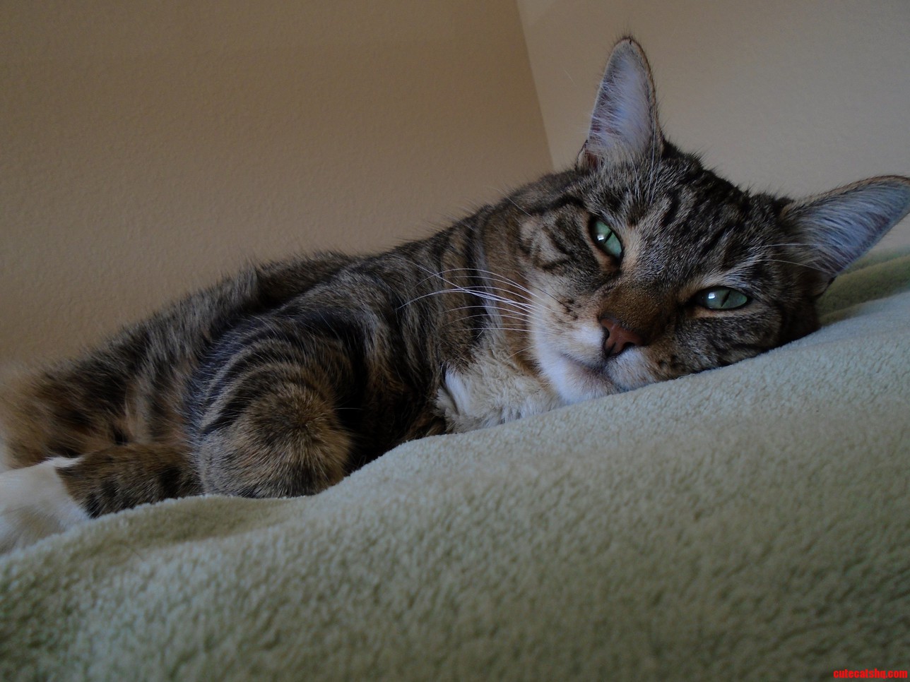 My Cat Lexa
