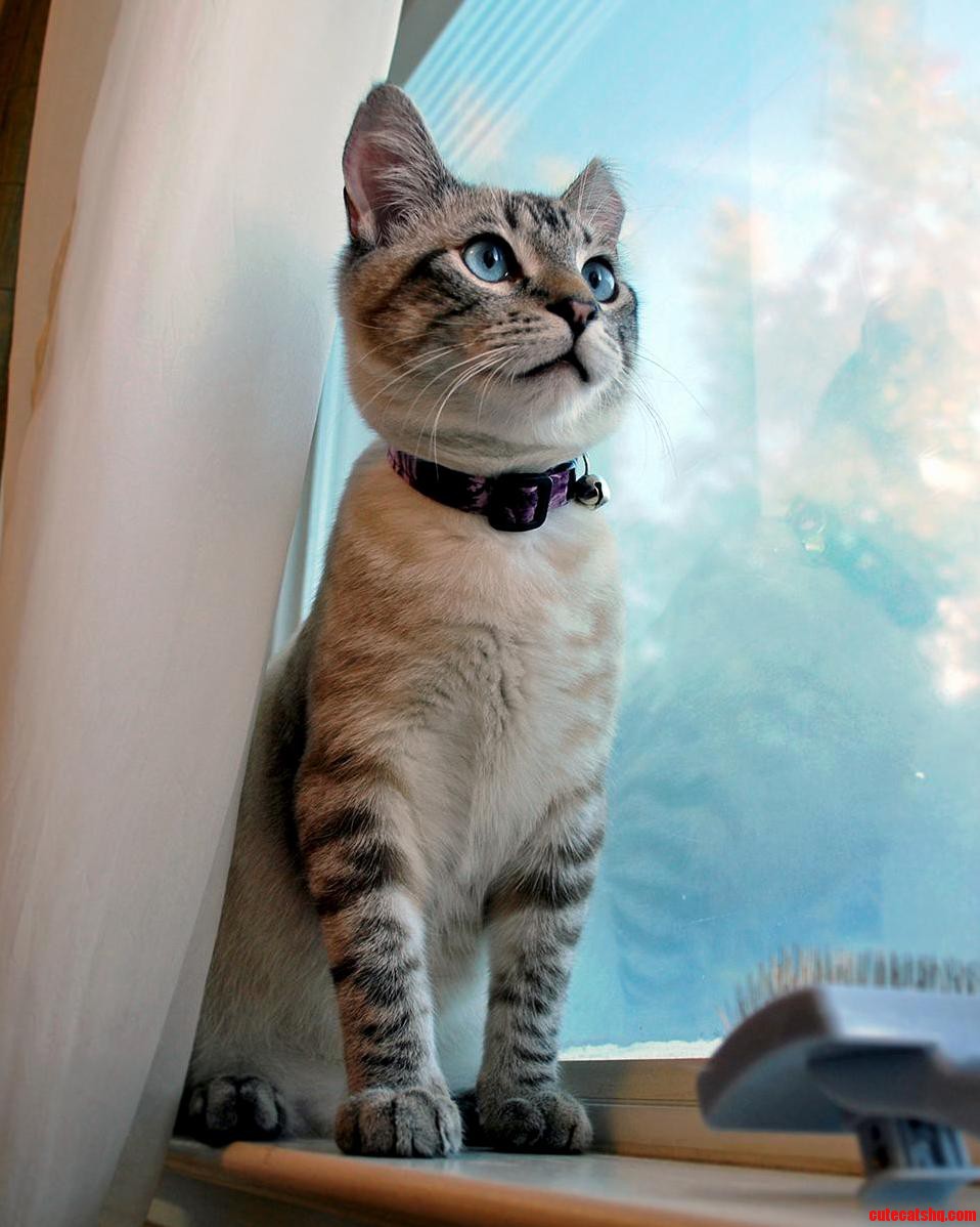 My Cat Tavi Looking Majestic on a Windowsill