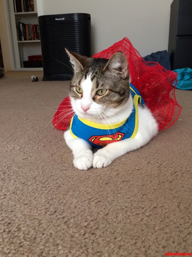 My Cat As Super Girl