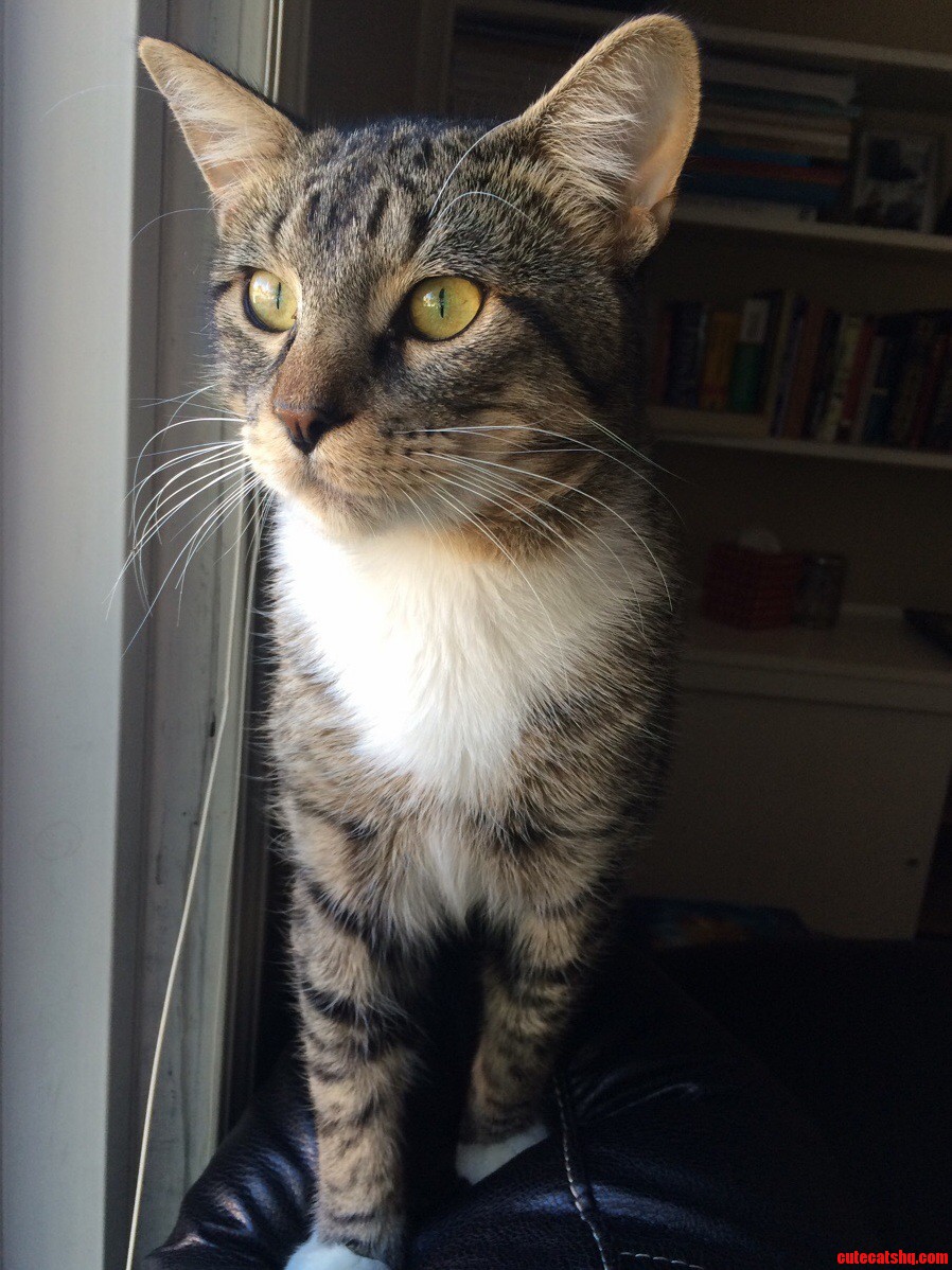 My Cat Chief Looking Super Fly.