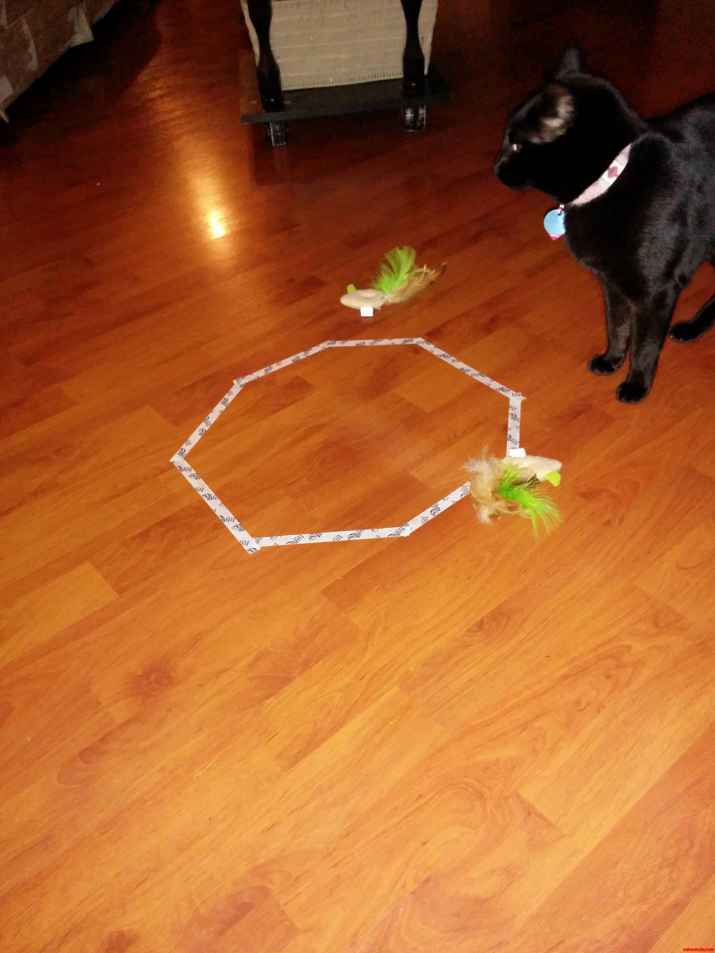 My Cat Doesnt Get It.