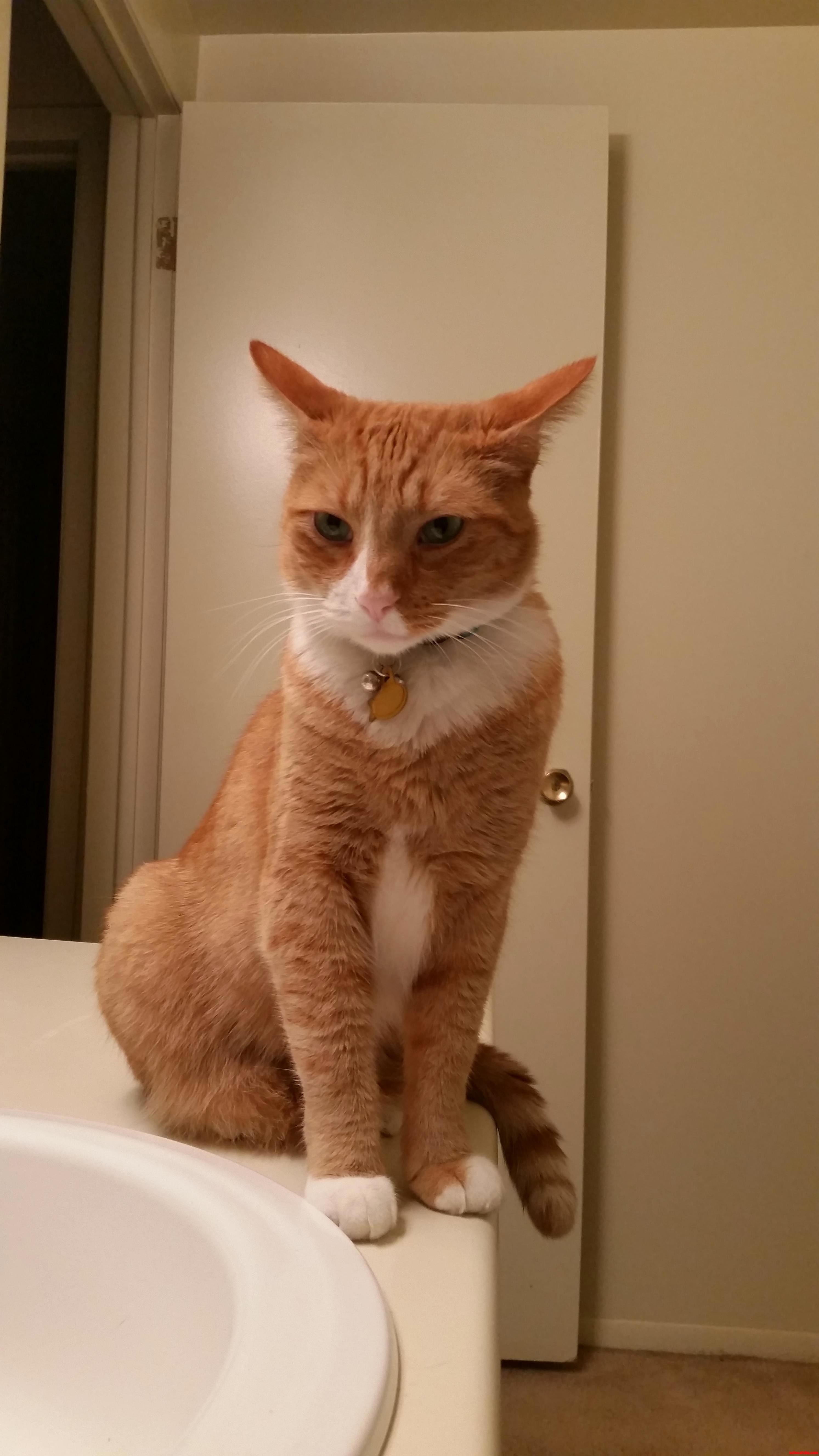 My Cat Giving Me the Mean Look