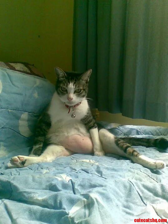 My Cat Has a Beer Belly