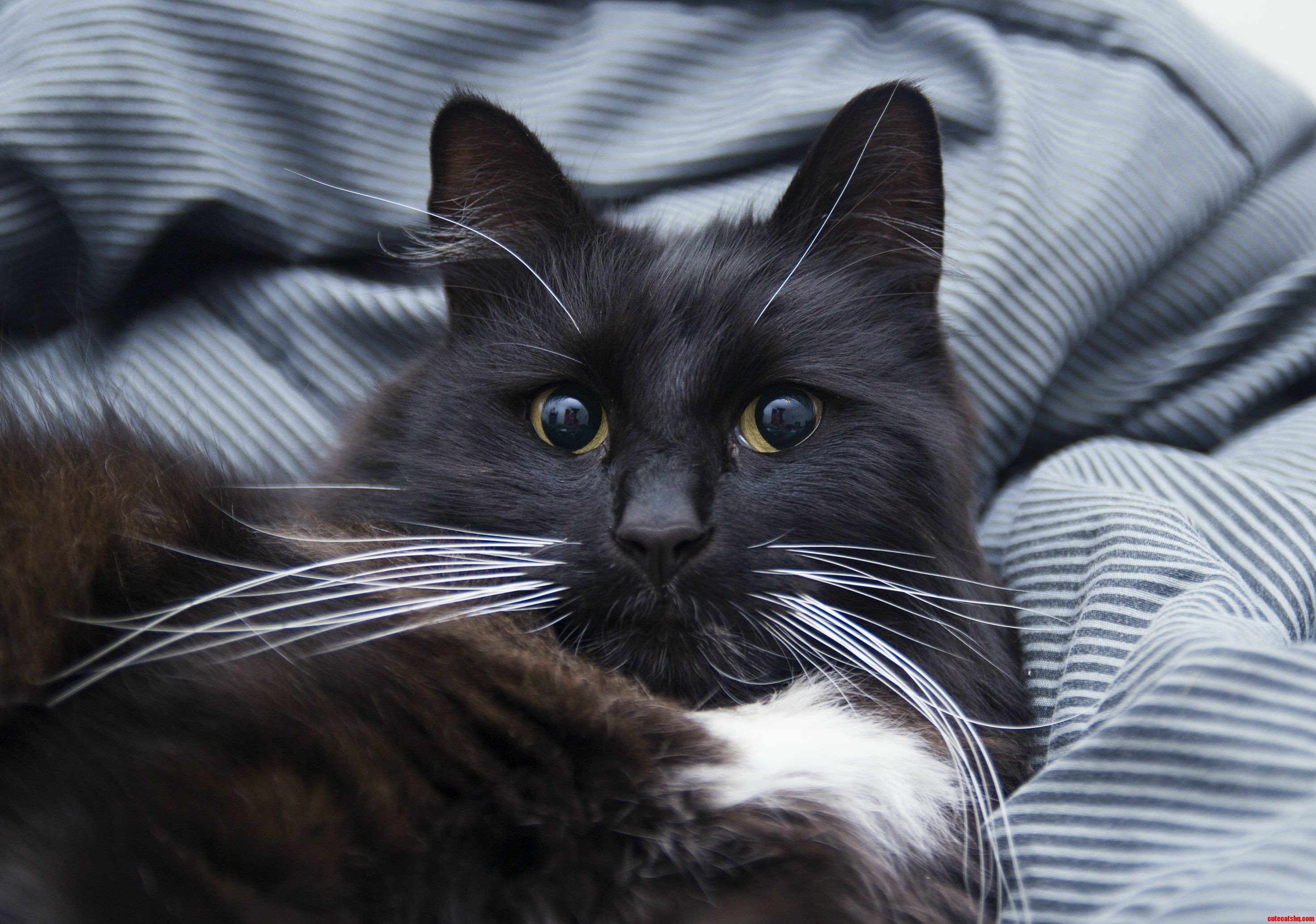 My Cat Is Azmo