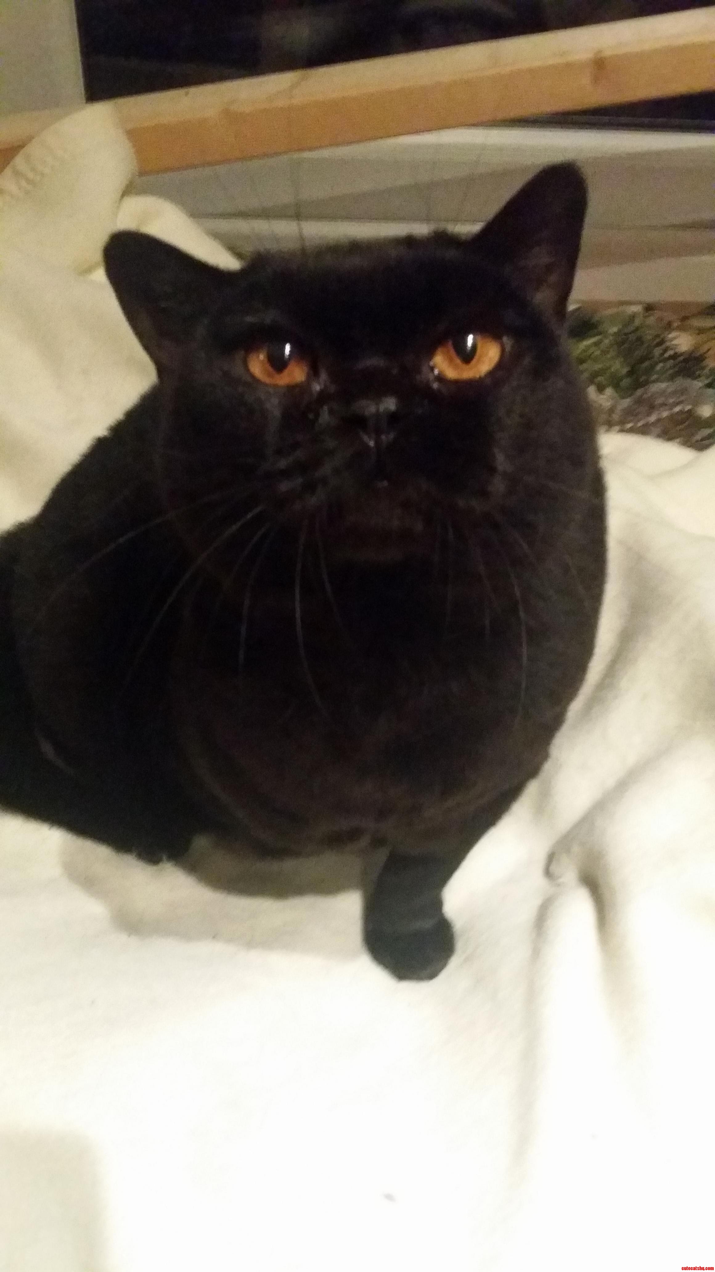 My Cat Is Really Beautiful