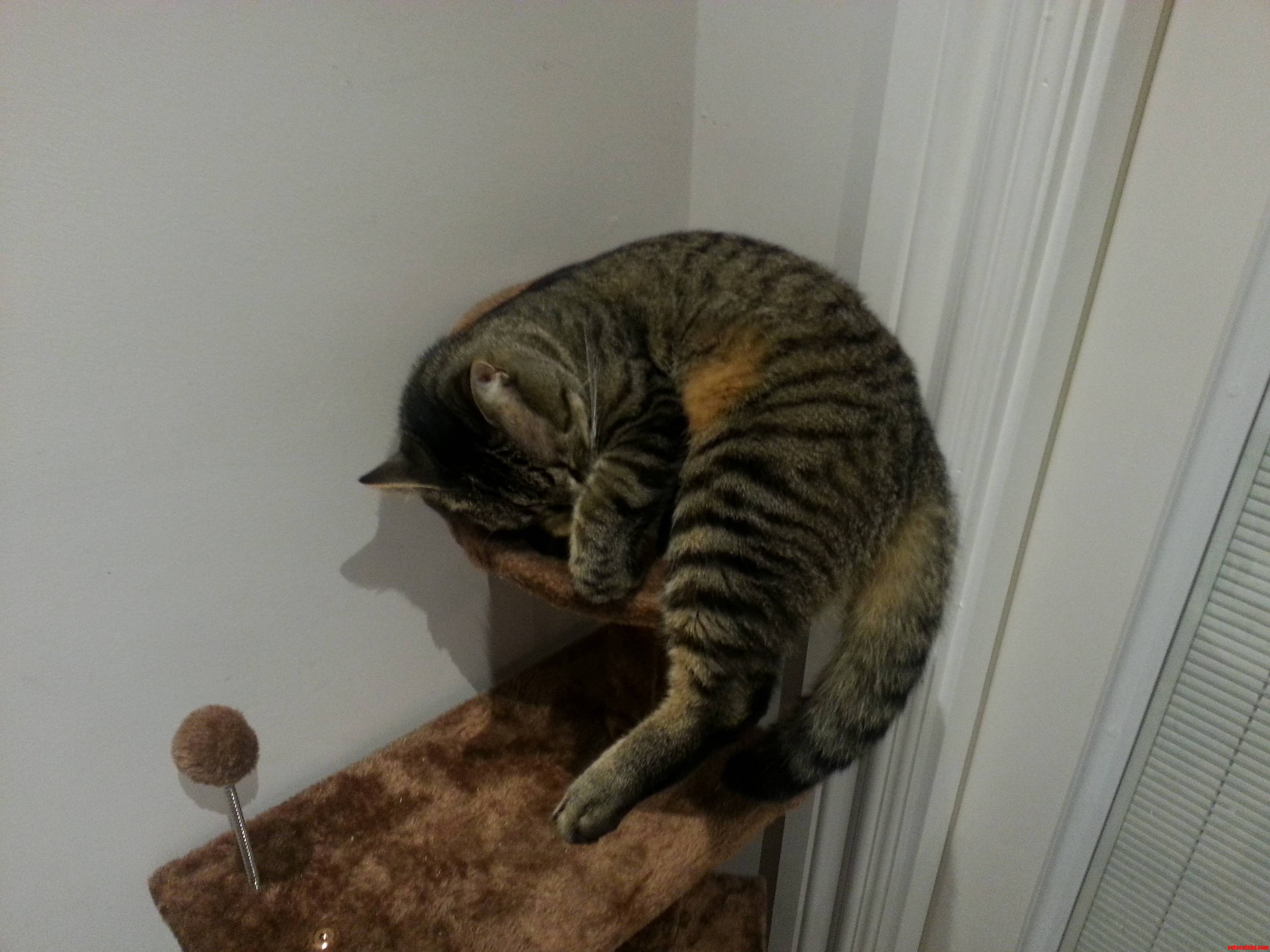 My Cat Is Too Big for His Cat Tree