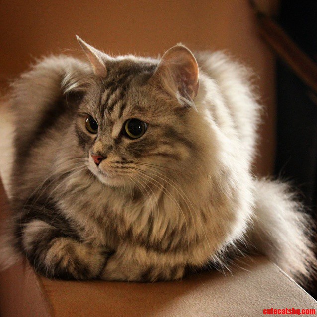 My Cat Leo