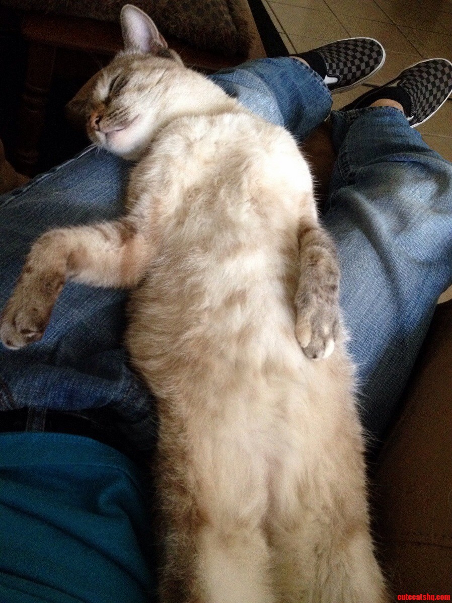 My Cat Likes to Sleep on Her Back.