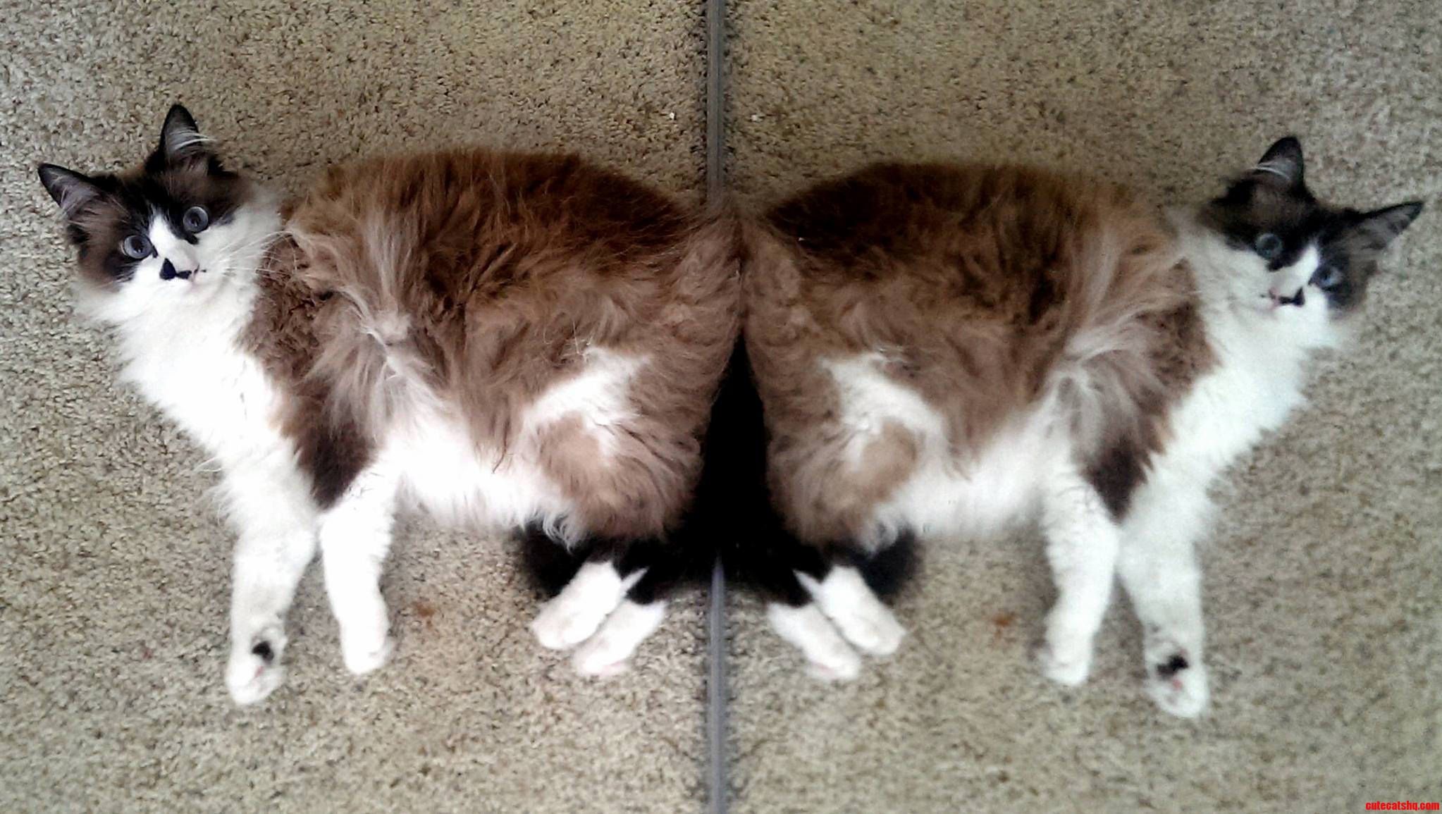 My Cat Missy Yssim Tac Ym