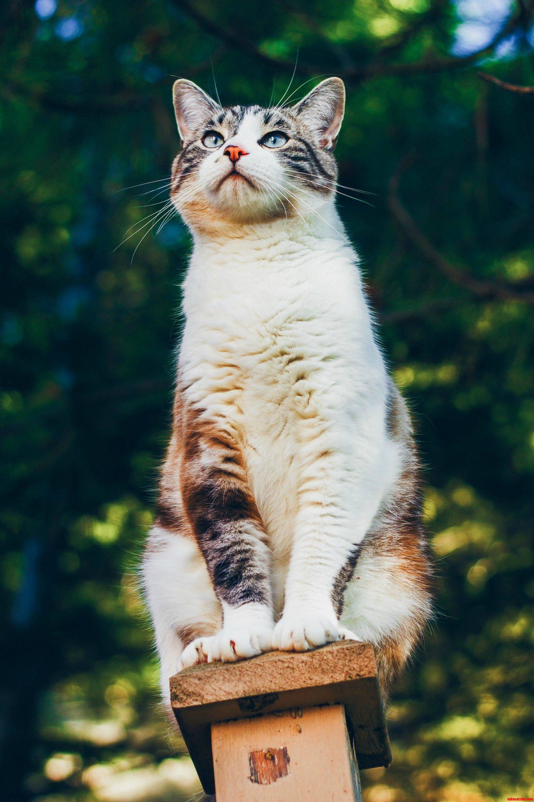 My Cat Ringo Looking Very Majestic.