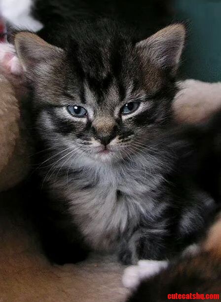 My Cat Sassy As a Kitten Cuteness Overload