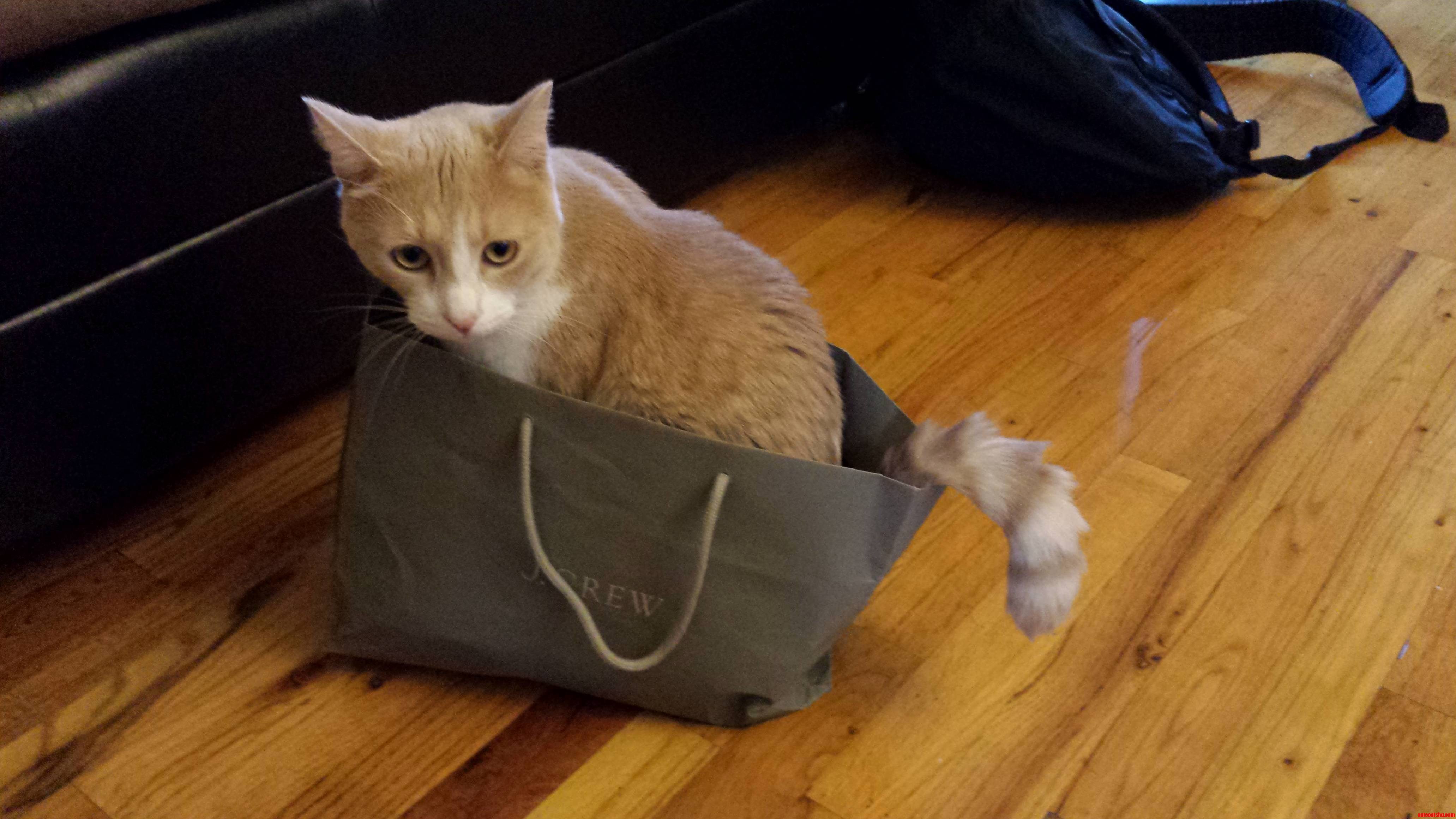 My Cat Son Sammy Exploring the Option of Being Toted Around