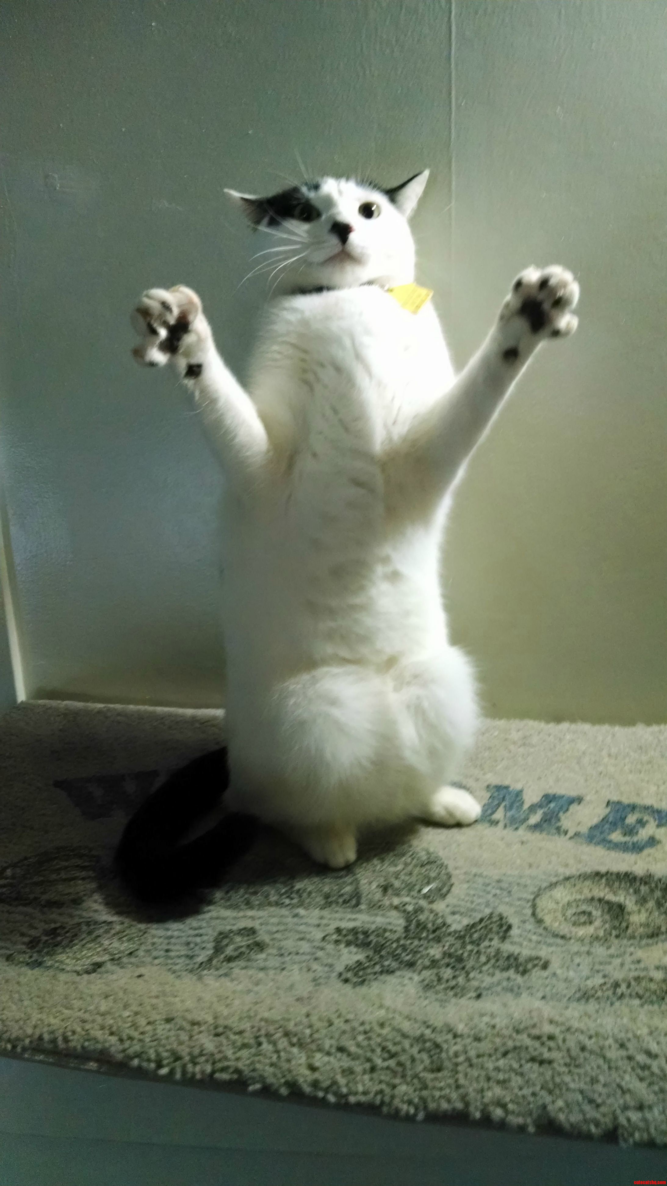 My Cat Standing Guard
