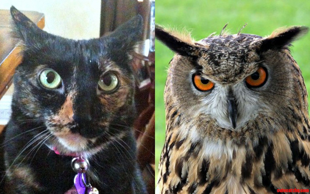 My Cat Uncannily Resembles an Owl