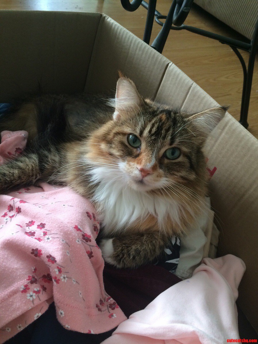 My Cats Jasmine Tony and Dexter. Always with the Cuddles.